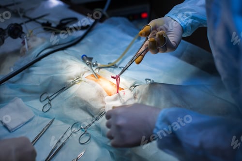 Preview: Vet doing the operation for sterilization. The cat on the operating table in a veterinary clinic