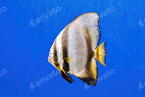 Preview: Underwater shot of fish Platax orbicularis