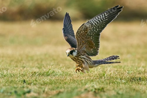Vista previa: Red-footed falcon (Falco vespertinus)
