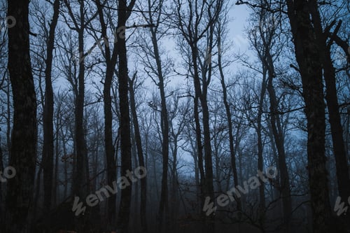 Preview: Forest in the fog winter in Crimea