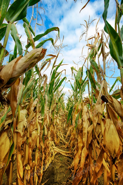 Preview: Maize corn field summer time under daylight closeup view at dry stalks