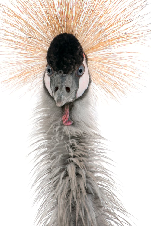 Preview: Grey Crowned Crane - Balearica regulorum (18 months)
