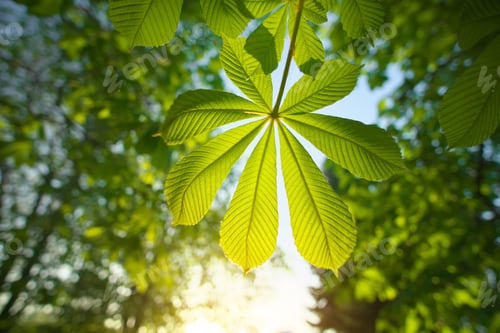 Preview: Spring leaf of chestnut.