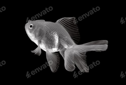 Preview: white gold fish isolated on black