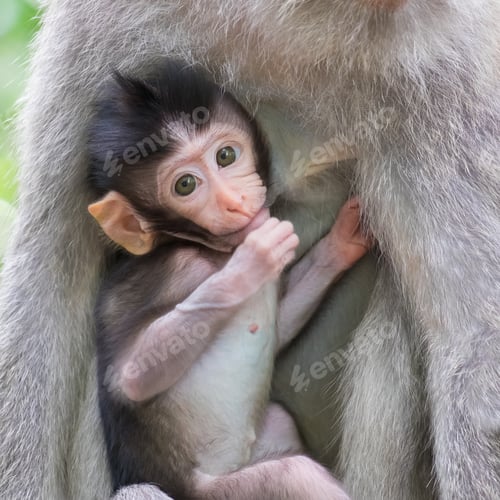 Preview: Close-up of a cute baby monkey