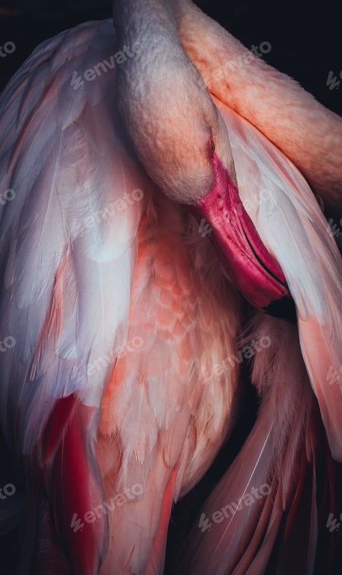 Preview: Pink flamingos