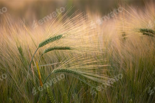 Preview: Wheat field in golden sunlight