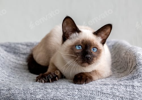 Preview: Cute kitten siamese cat indoor