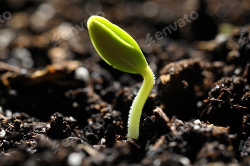Preview: Little green seedling growing in soil, closeup