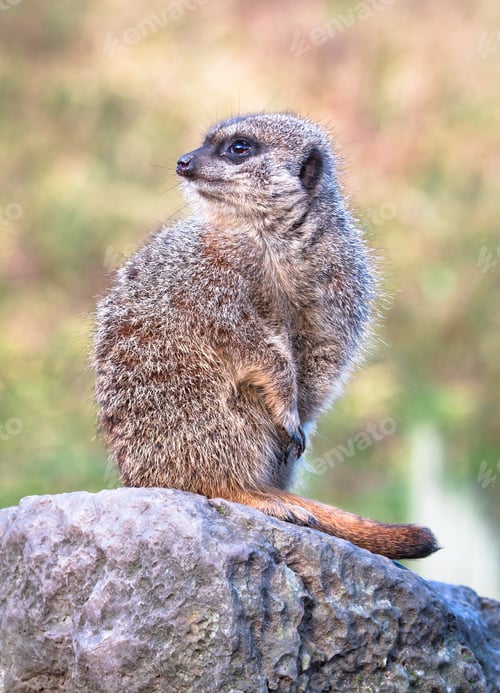 Preview: Meerkat Sitting on a Rock