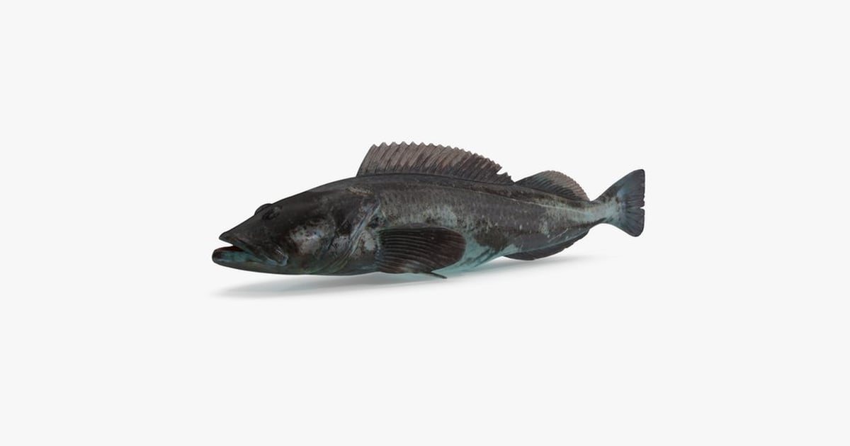 Detailed Lingcod Specimen 3D, Incl. angling & codling - Envato