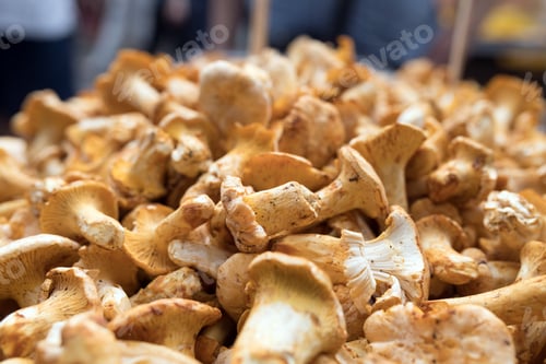 Preview: Close up picture of forest mushroom boletus