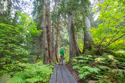 Preview: Boardwalk in the forest