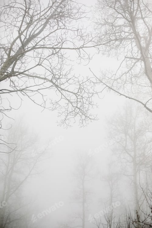 Preview: Trees with bare branches in winter seen through thick mist in winter.