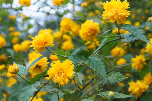 Preview: Bush Of Kerria Japonica Pleniflora Or Japanese Rose Blooming With Yellow Flowers Outdoor In Garden