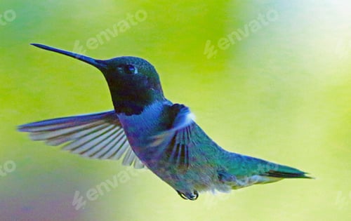 Preview: Portrait of a hummingbird in flight.