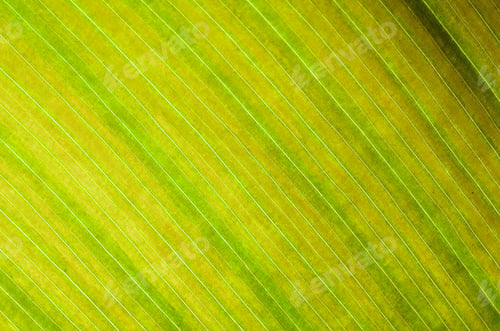 Preview: leaf abstract