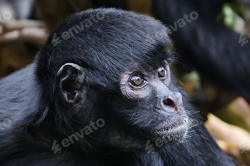 Preview: close up portrait of a Colombian spider monkey (Ateles fusciceps rufiventris)