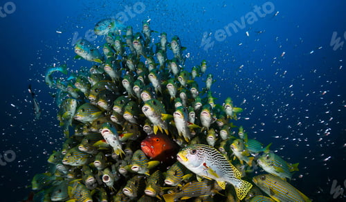 Preview: Amazing underwater world, Underwater world scene.