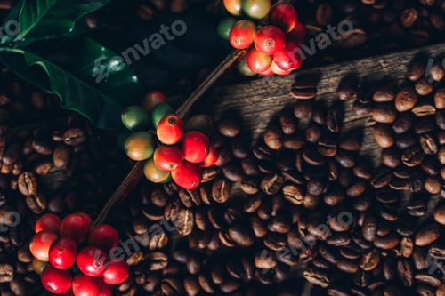 Preview: Coffee beans on coffee green leaves on wooden background, Fresh coffee beans on wooden background