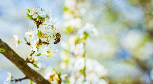 Preview: Bee Pollinating White Flowers on Blossoming Tree Branch
