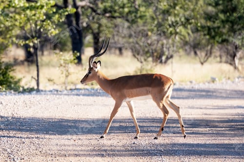 Preview: A male of black-faced impala