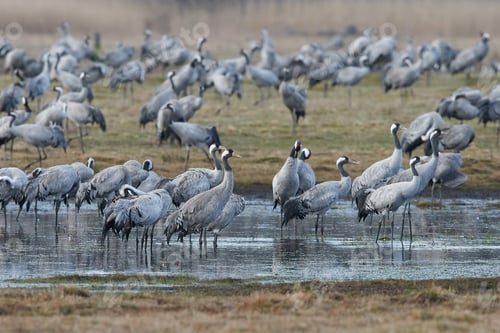 Preview: Common crane (Grus grus)