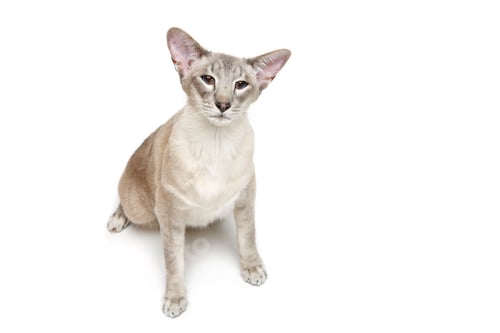 Preview: Beautiful oriental siam cat
