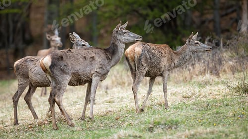 Preview: Group of red deer standing on field in spring nature