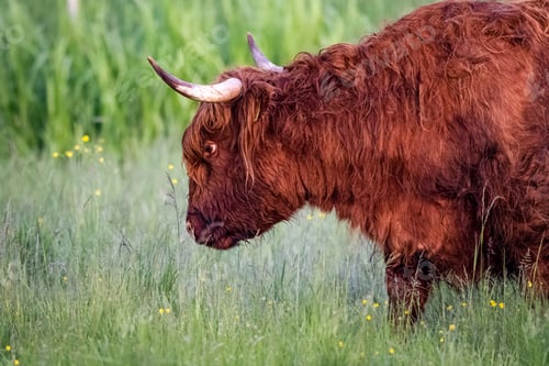 Preview: a red yak is standing in some tall grass with its long horns raised