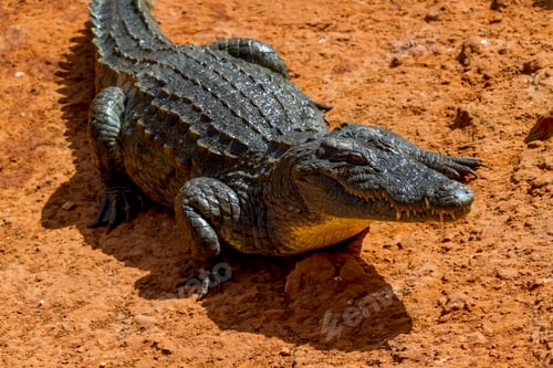 Preview: Wild aligator waiting