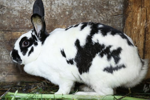 Preview: pets, bunny, scared, rabbit, hare