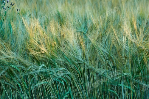 Preview: Field, green grass and forest for nature or eco friendly and growth with farming. Outdoor, countrys