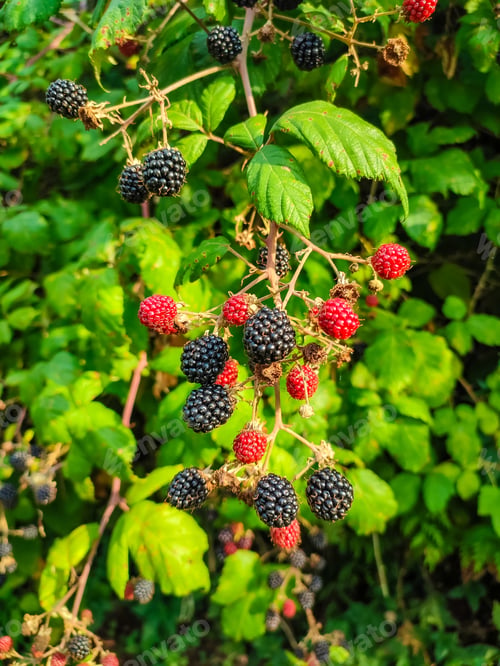 Preview: Fresh blackberries and ripe red berries hanging from green vine