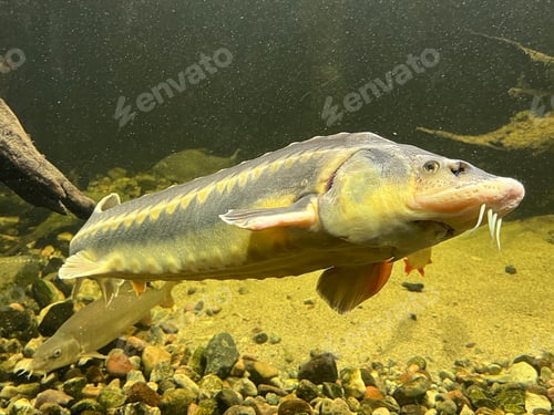 Preview: Sturgeon
