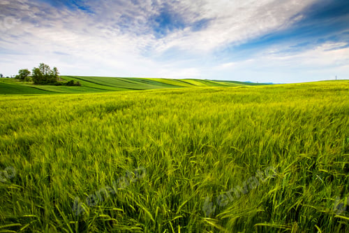 Preview: countryside field, sunny day in the countryside