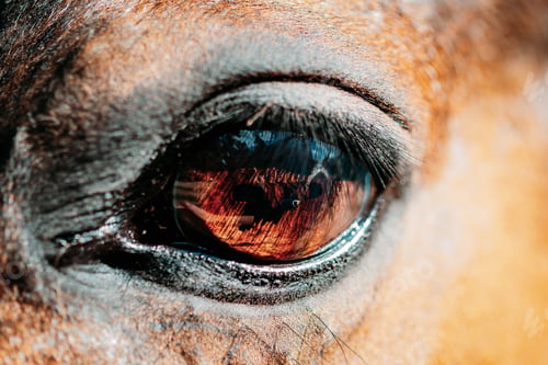 Preview: Close Up Of Arabian Bay Horse