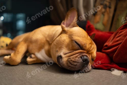 Preview: French bulldog sleeping on the floor