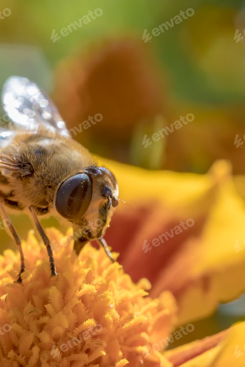 Bee Gathering Nectar from a Vibrant Orange Flower