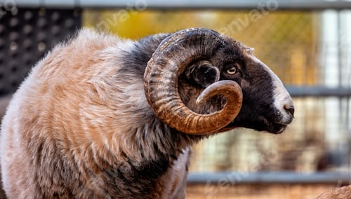 Preview: Navajo-Churro Sheep Closeup Side