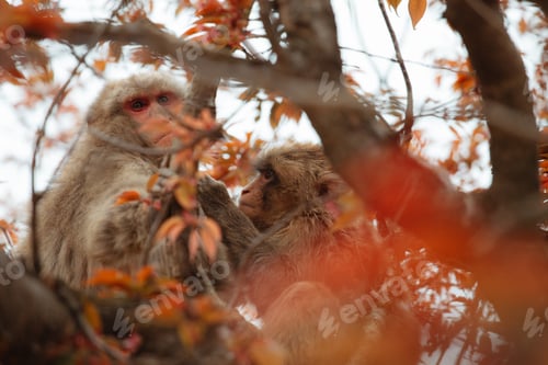 Preview: Japanese macaque monkey in a tree