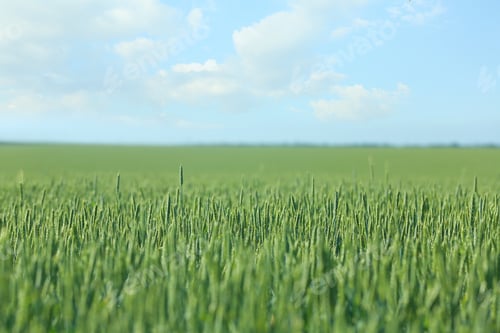 Preview: Wheat field on sunny day. Amazing nature in summer