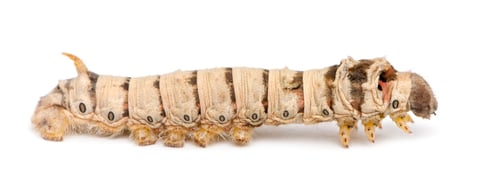 Preview: Silkworm larvae, Bombyx mori, against white background