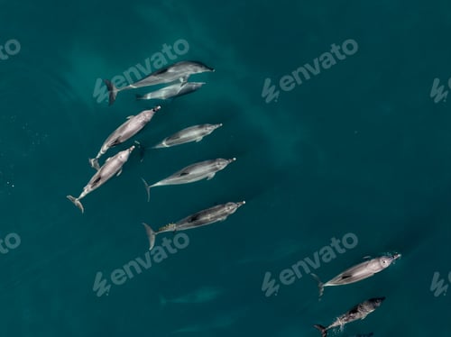 Preview: Group of bottlenose dolphins swimming in a tropical ocean setting