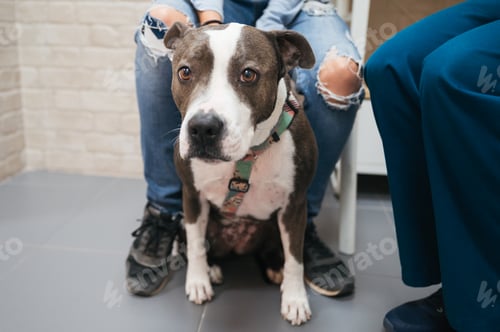 Preview: Pit bull dog waiting for a veterinary exam