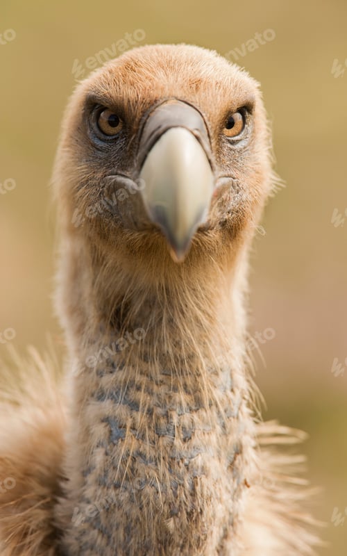 Preview: Eye and beak of vulture