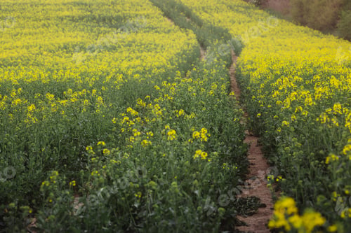 Preview: Summer landscape with yellow rape field in Hungary