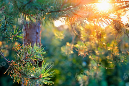 Preview: Fluffy pine branches in the sun