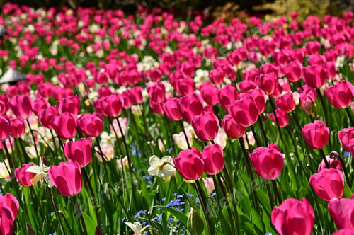 Preview: Field of pink and white tulips with trees in background