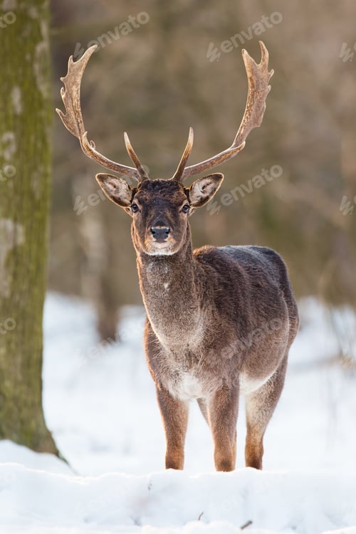 Preview: Wild Fallow deer, dama dama, male standing in snow